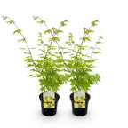 Acer palmatum 'Summergold' (Japanse esdoorn) – geel – 2 planten, Ø19 cm, 70 cm hoog
