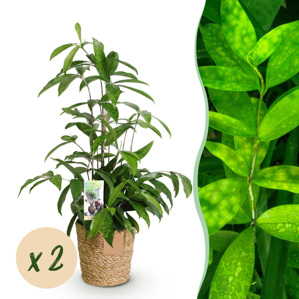 2× Dracaena surculosa (drakenboom) met mand – Ø17 cm, 60–70 cm hoog