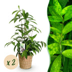 2× Dracaena surculosa (drakenboom) met mand – Ø17 cm, 60–70 cm hoog