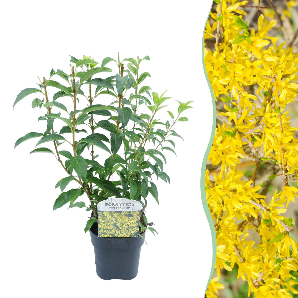 Heesters Forsythia intermedia Goldrauch – geel – Ø17 cm, 45 cm hoog
