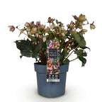 Helleborus 'Angels Glow' (rosa Blüte) – Ø19 cm, 50 cm hoch