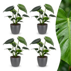 4× Monstera deliciosa (Swiss cheese plant) in grey Potter decorative pot – Ø12 cm, 30 cm high