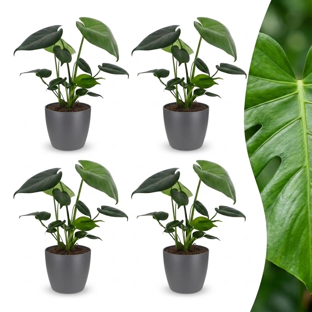 4× Monstera deliciosa (Swiss cheese plant) in grey Potter decorative pot – Ø12 cm, 30 cm high