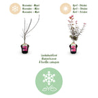 Acer palmatum 'Skeetsers Broom' (Japanischer Ahorn) – violett – 2 Pflanzen, Ø 19 cm, 70 cm hoch