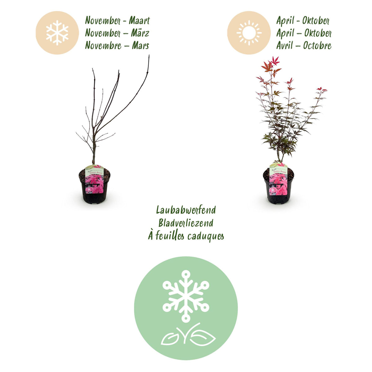 Acer palmatum 'Skeetsers Broom' (Japanischer Ahorn) – violett – 2 Pflanzen, Ø 19 cm, 70 cm hoch – Bild 4
