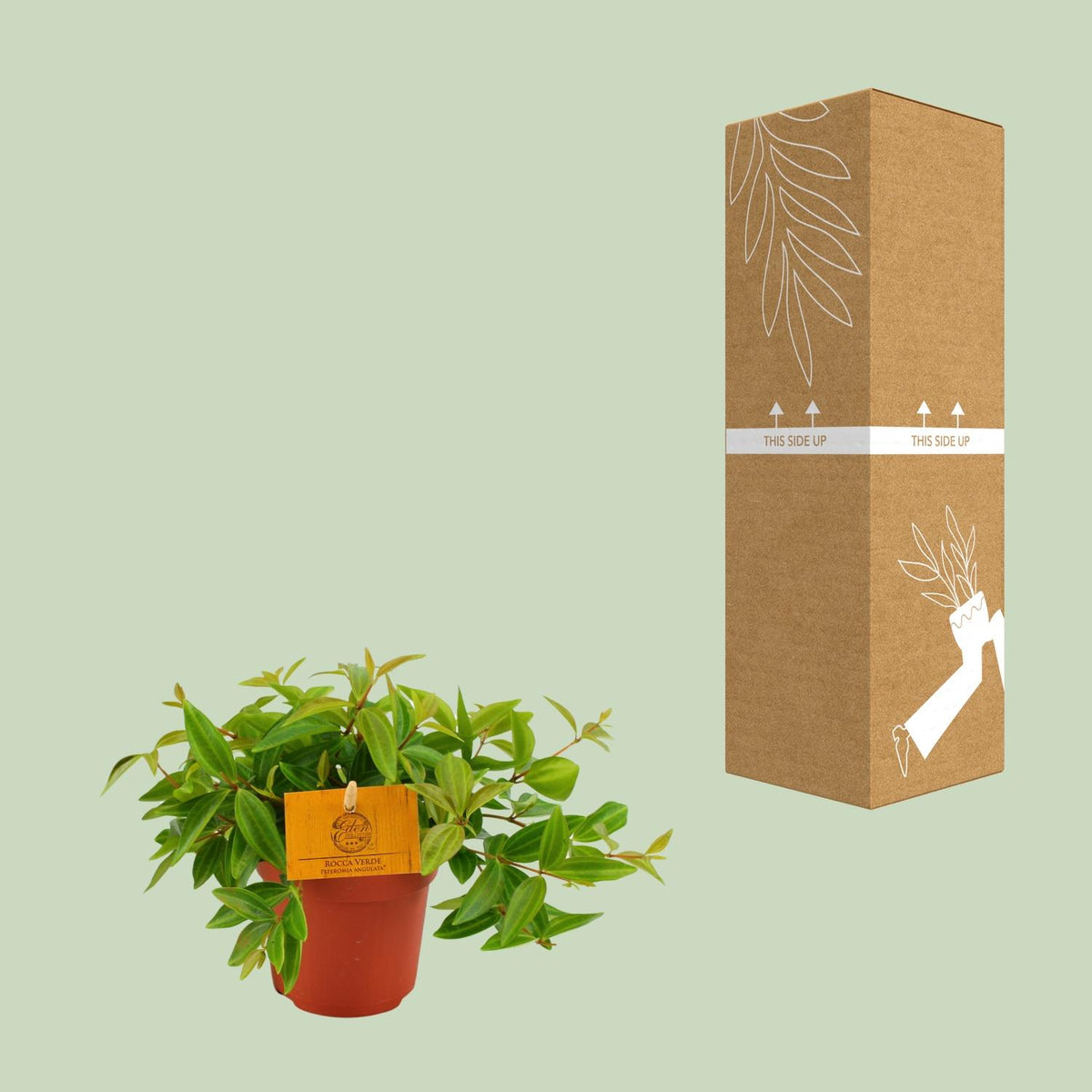 Peperomia Ang. Rocca Vivace – Ø11 cm, 15 cm høj