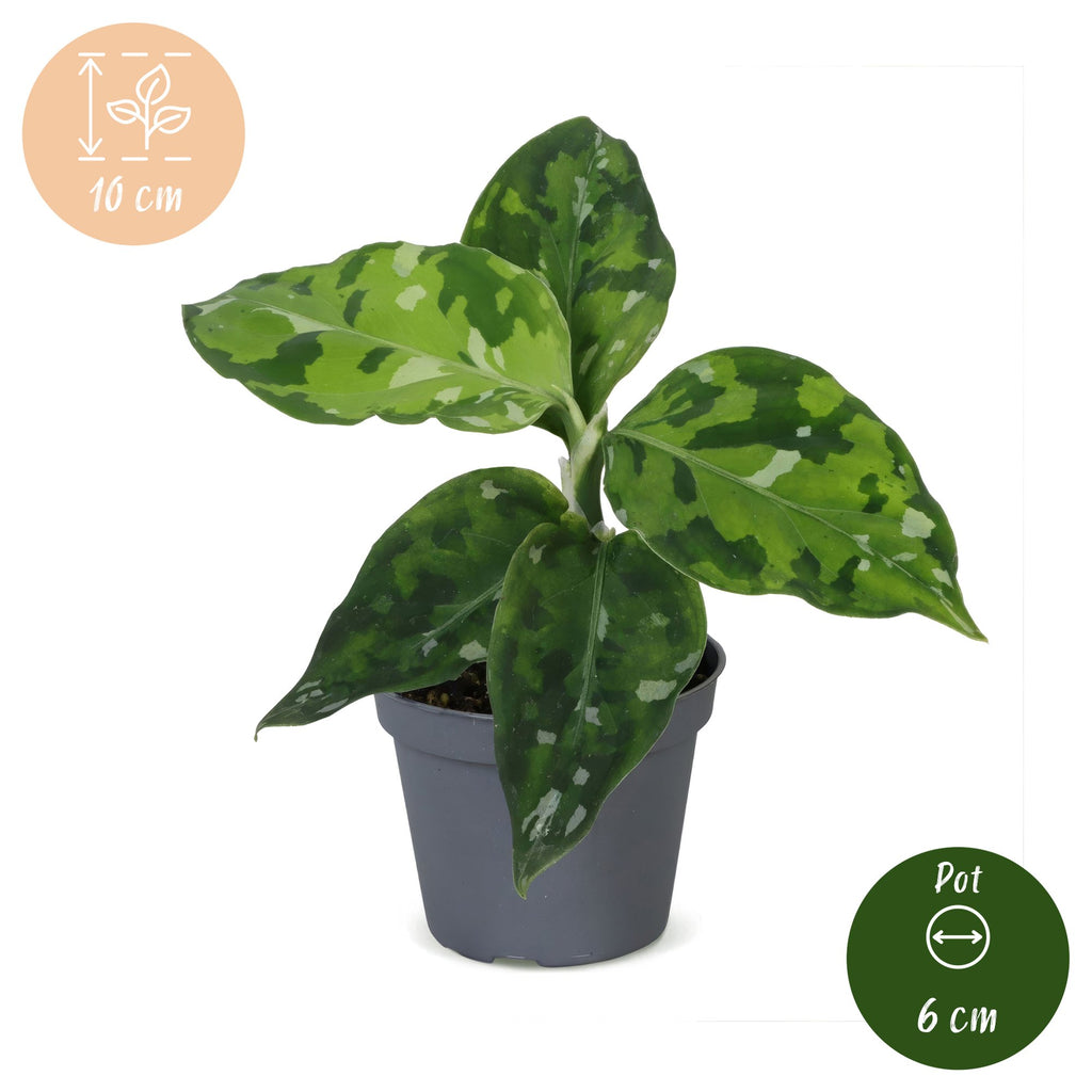 Aglaonema Pictum Tricolor – Ø6 cm, 10 cm høj
