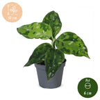 Aglaonema Pictum Tricolor – Ø6 cm, 10 cm høj