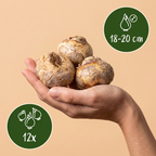 Kaiserkronen-Mix – 12 Blumenzwiebeln (Zwiebelgröße 18/20)