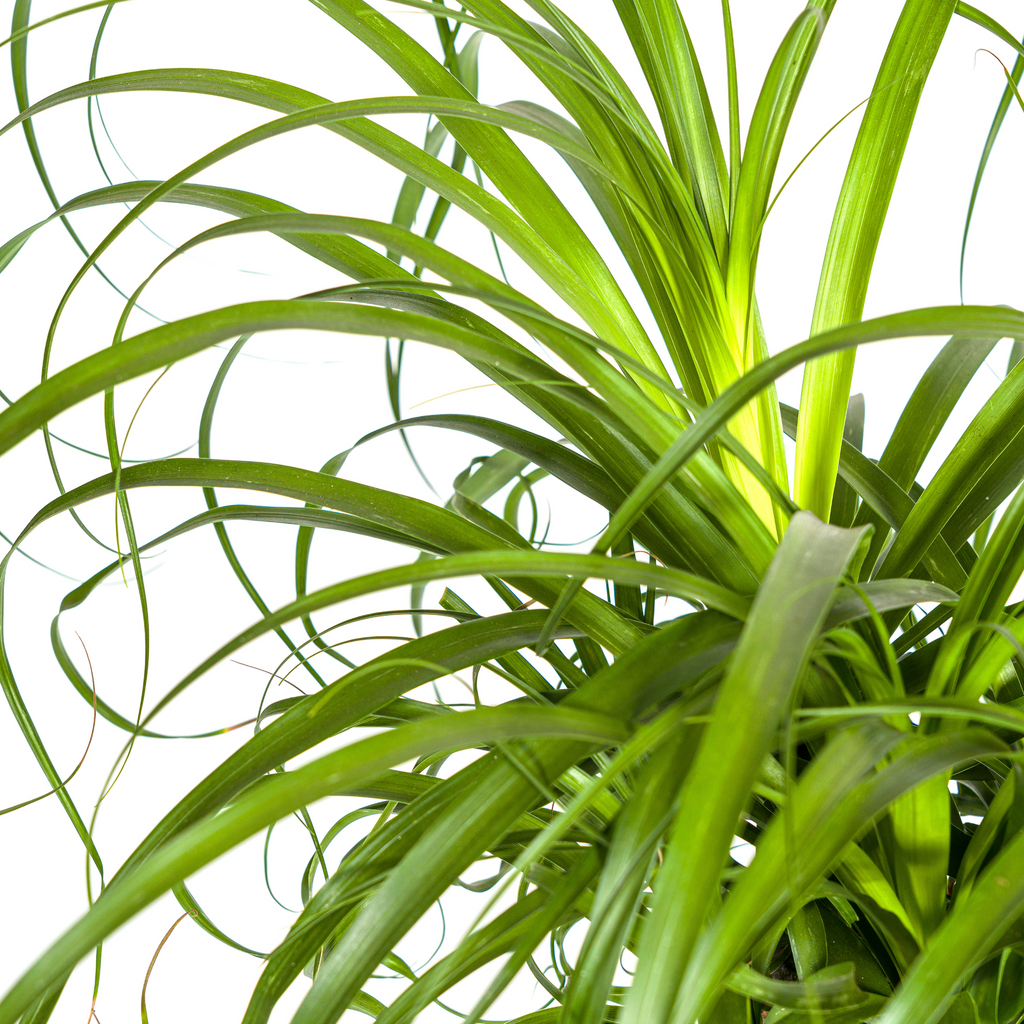 Beaucarnea recurvata Stam (olifantspoot) met mand – Ø24 cm, 80–100 cm hoog
