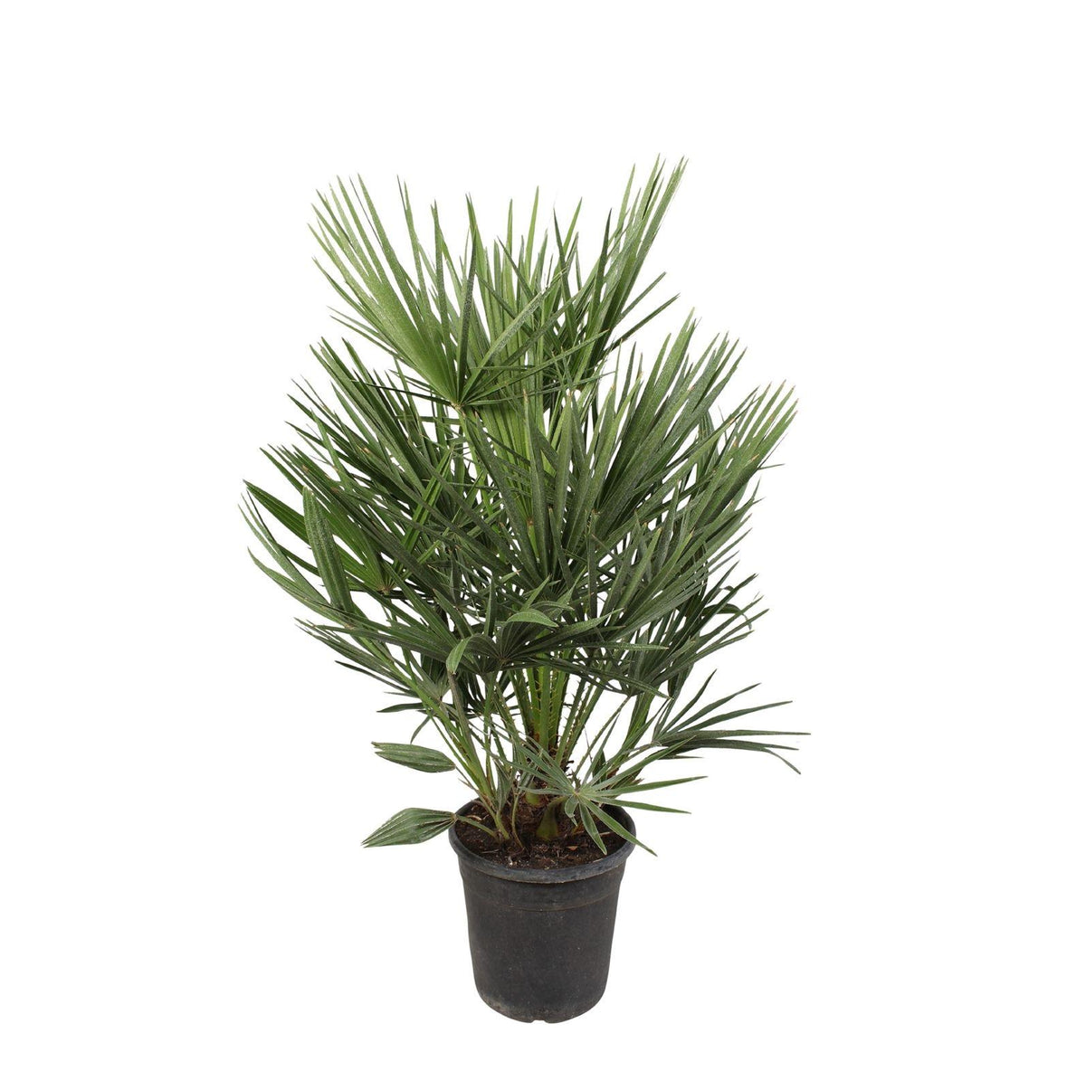 Chamaerops humilis (dwarf palm) – Ø21 cm, 90 cm high