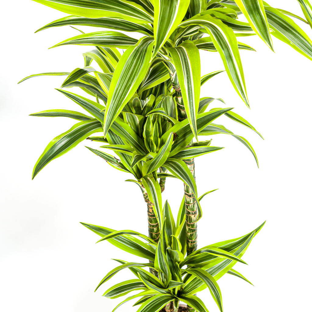 Dracaena Deremensis Lemon Lime (drakenboom) – Ø24 cm, 130–150 cm hoog