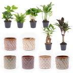 Mini-plantsæt i potte sæt madrid – Ø6 cm