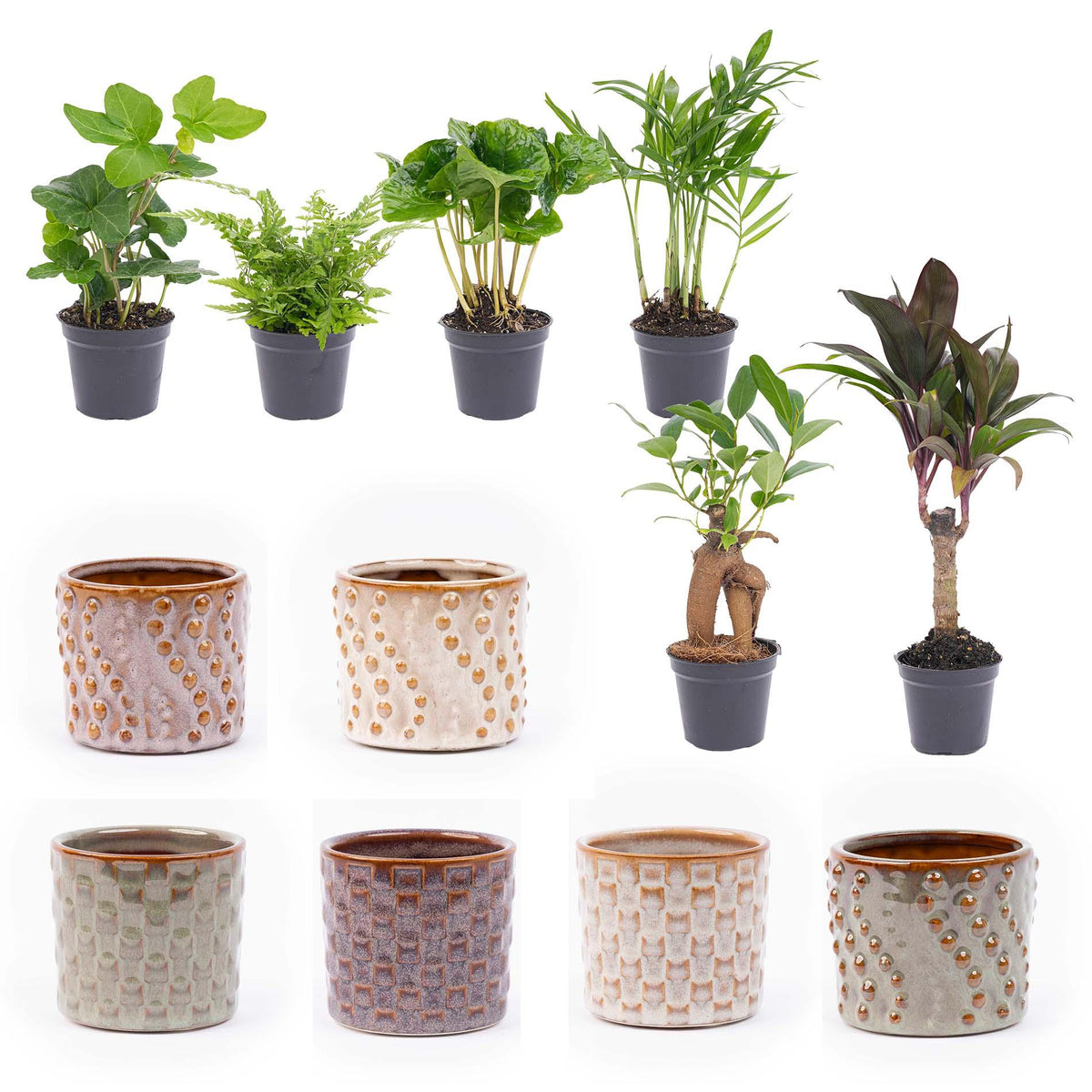 Mini-plantsæt i potte sæt madrid – Ø6 cm