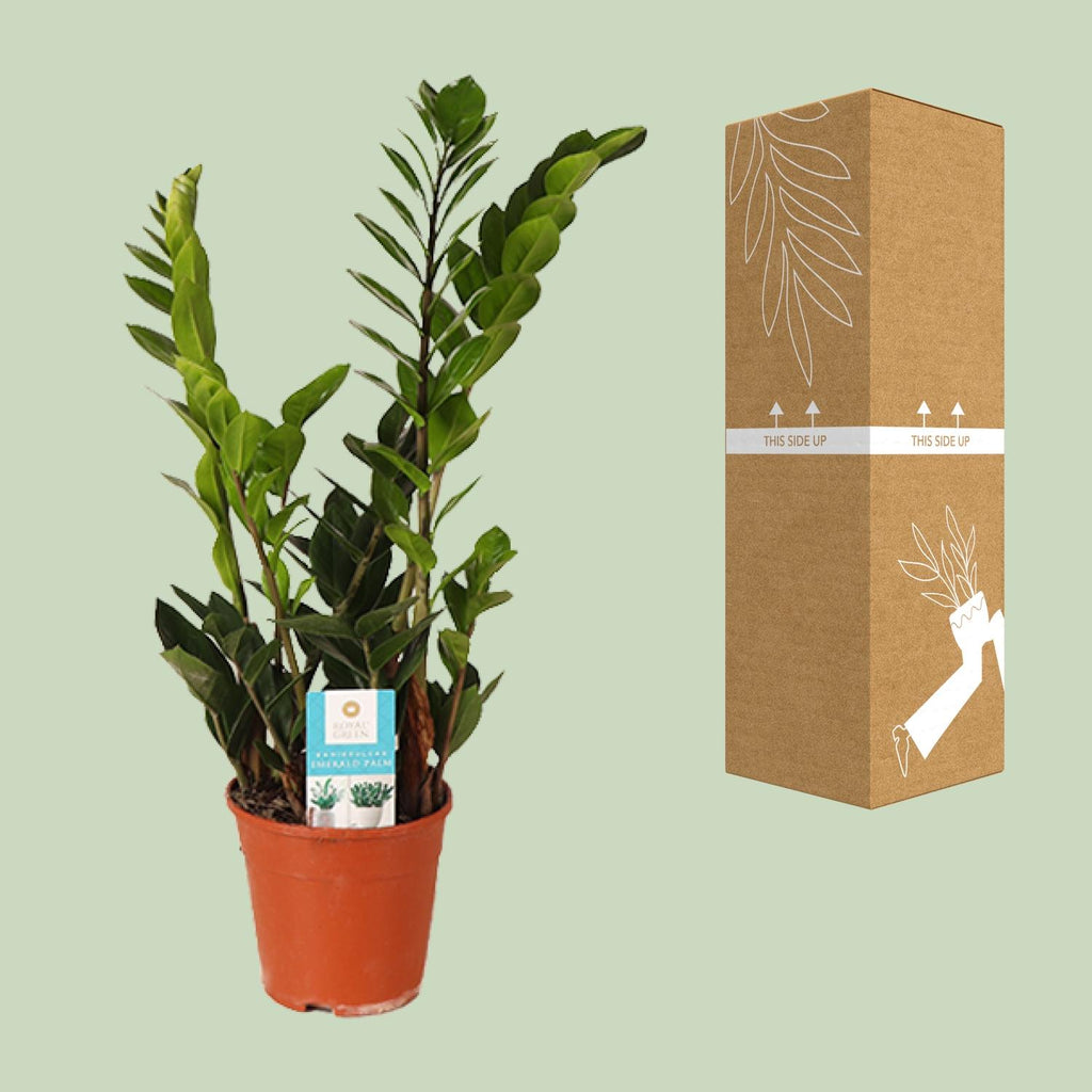 Zamioculcas zamiifolia (zz-plant) – Ø14 cm, 45 cm hoog