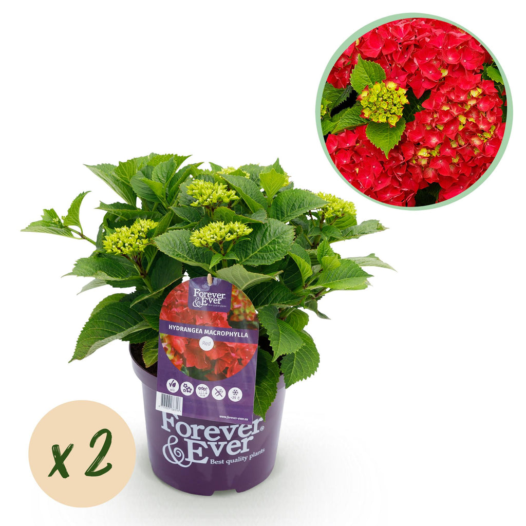 Hortensia 'Forever & Ever' (hortensia) – rød – 2 planter, Ø23 cm, 55 cm høj