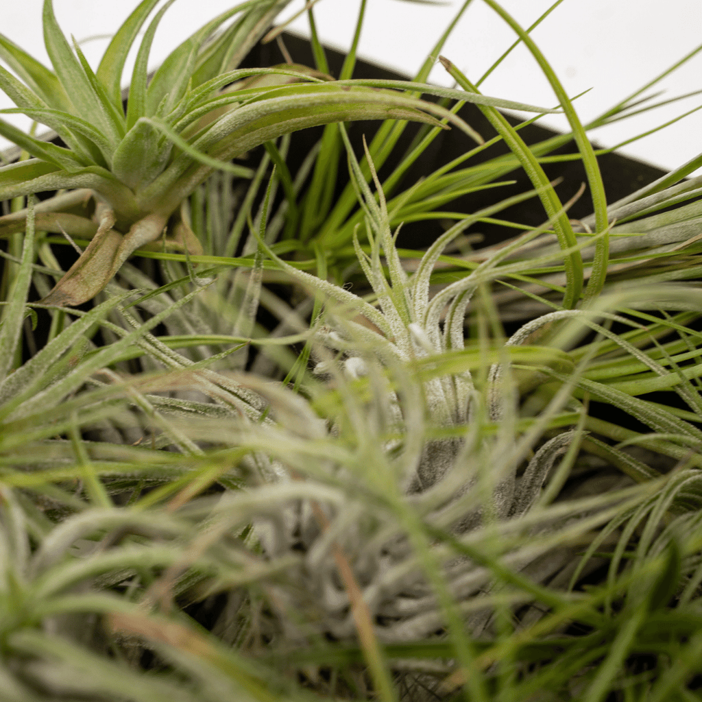 5× Tillandsia Air mix (plante aérienne) – Ø6 cm, 6 cm de haut – photo 3