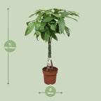 Pachira aquatica (pengeplante) – Ø24 cm, 120 cm høj