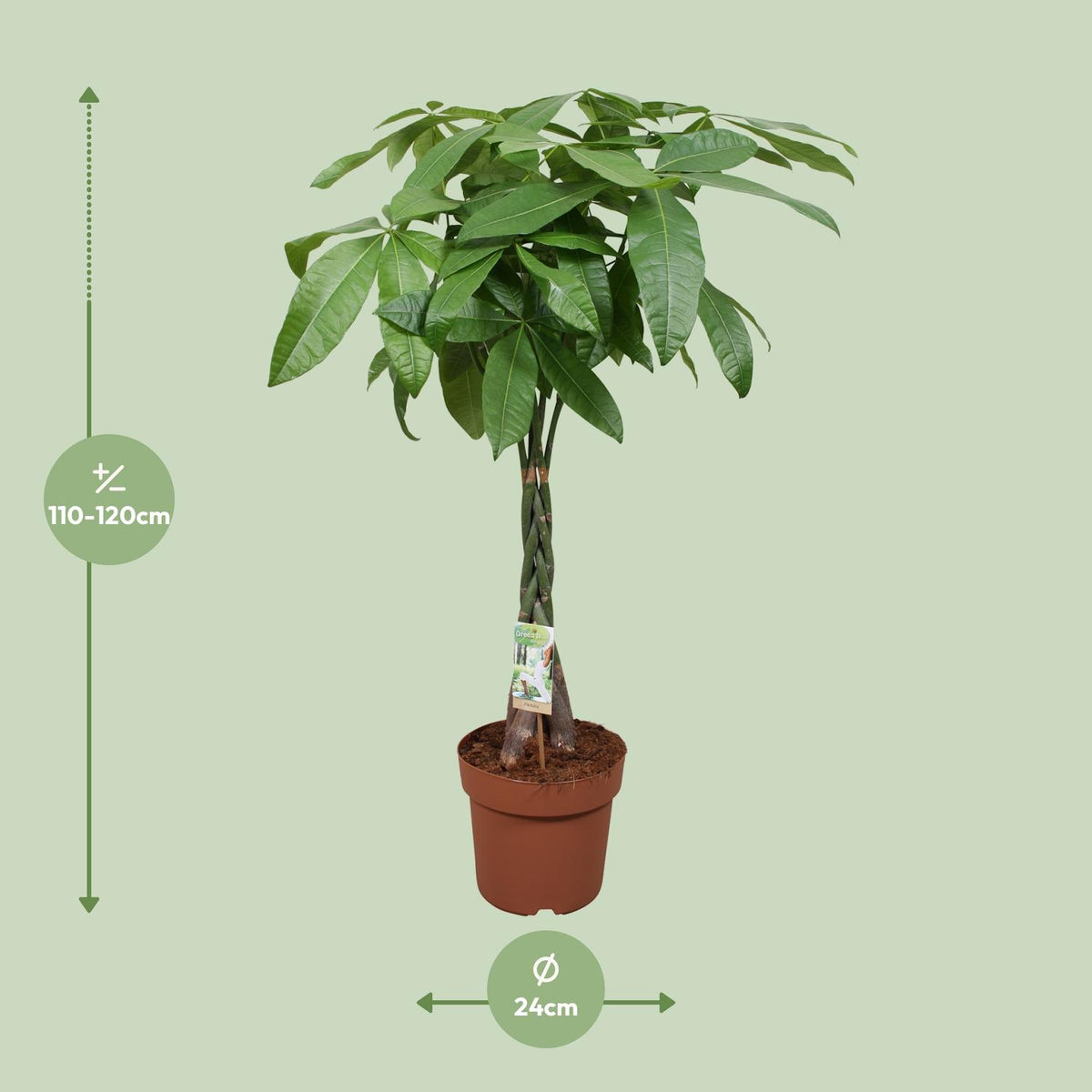 Pachira aquatica (pengeplante) – Ø24 cm, 120 cm høj
