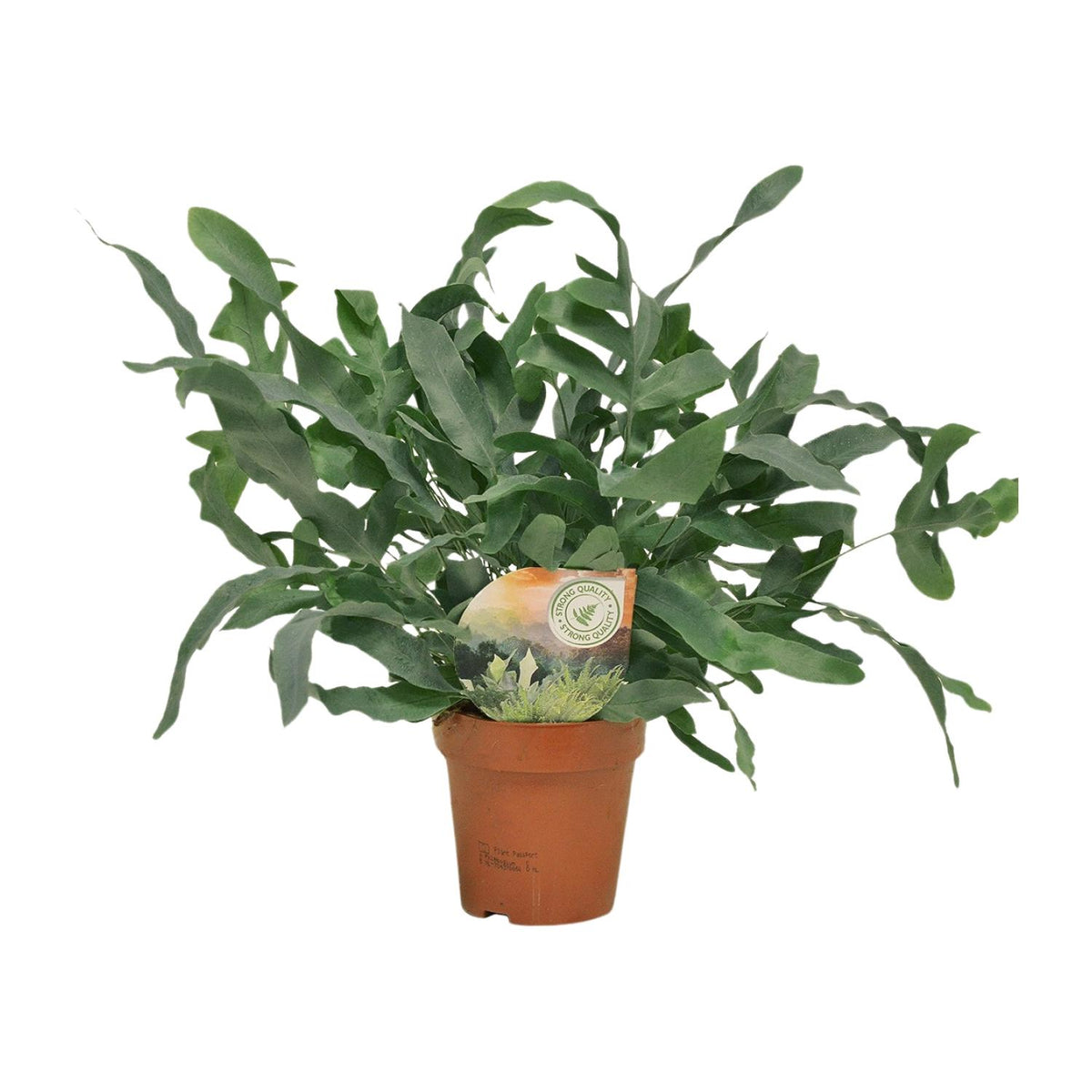 Phlebodium Blue Star (blauwvaren) – Ø12 cm, 35 cm hoog