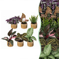 6× Coffret surprise de plantes d’intérieur incl. Linnea Honey – Ø6 cm, 5–15 cm de haut