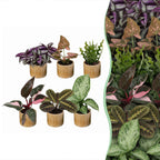 6× Coffret surprise de plantes d’intérieur incl. Linnea Honey – Ø6 cm, 5–15 cm de haut