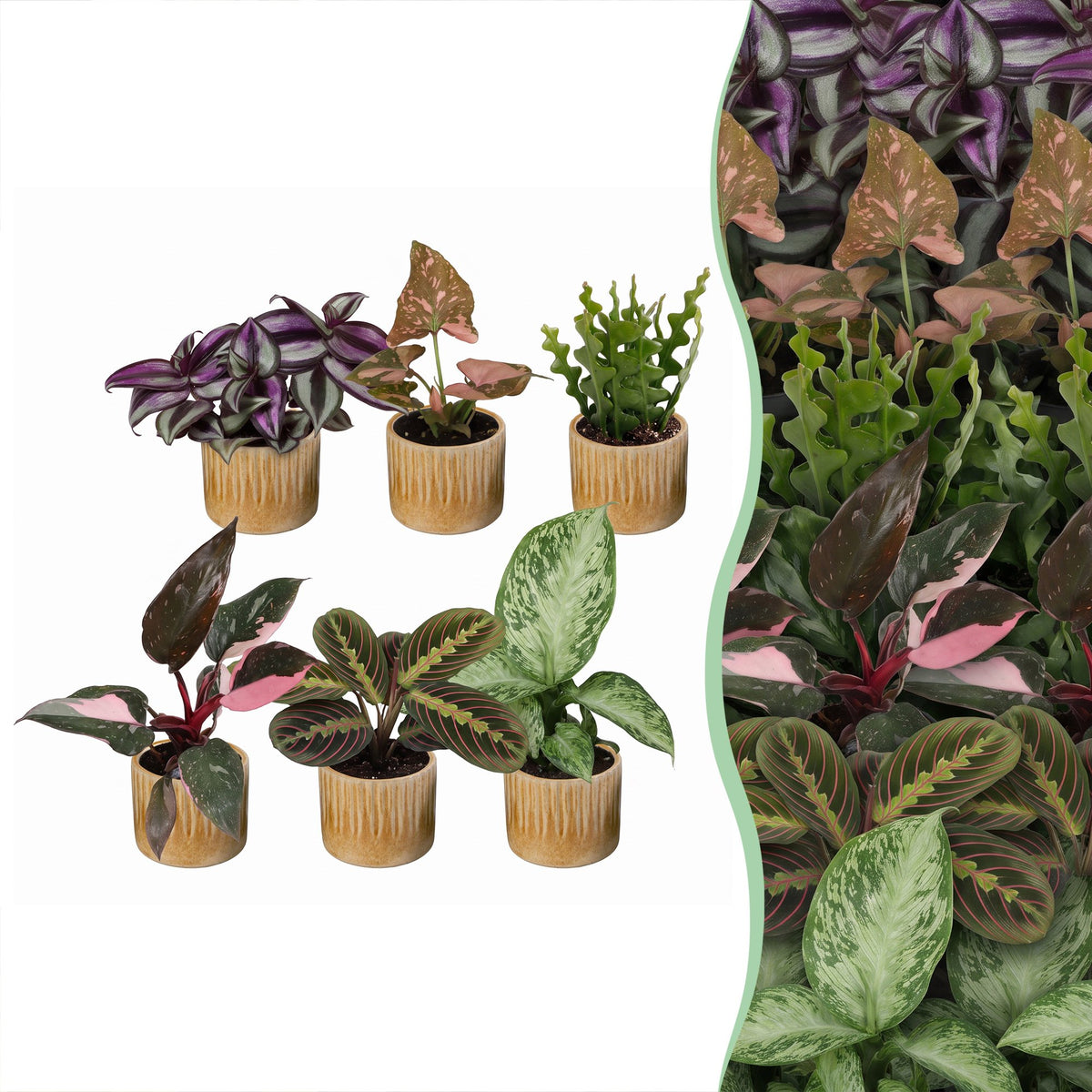 6× Coffret surprise de plantes d’intérieur incl. Linnea Honey – Ø6 cm, 5–15 cm de haut