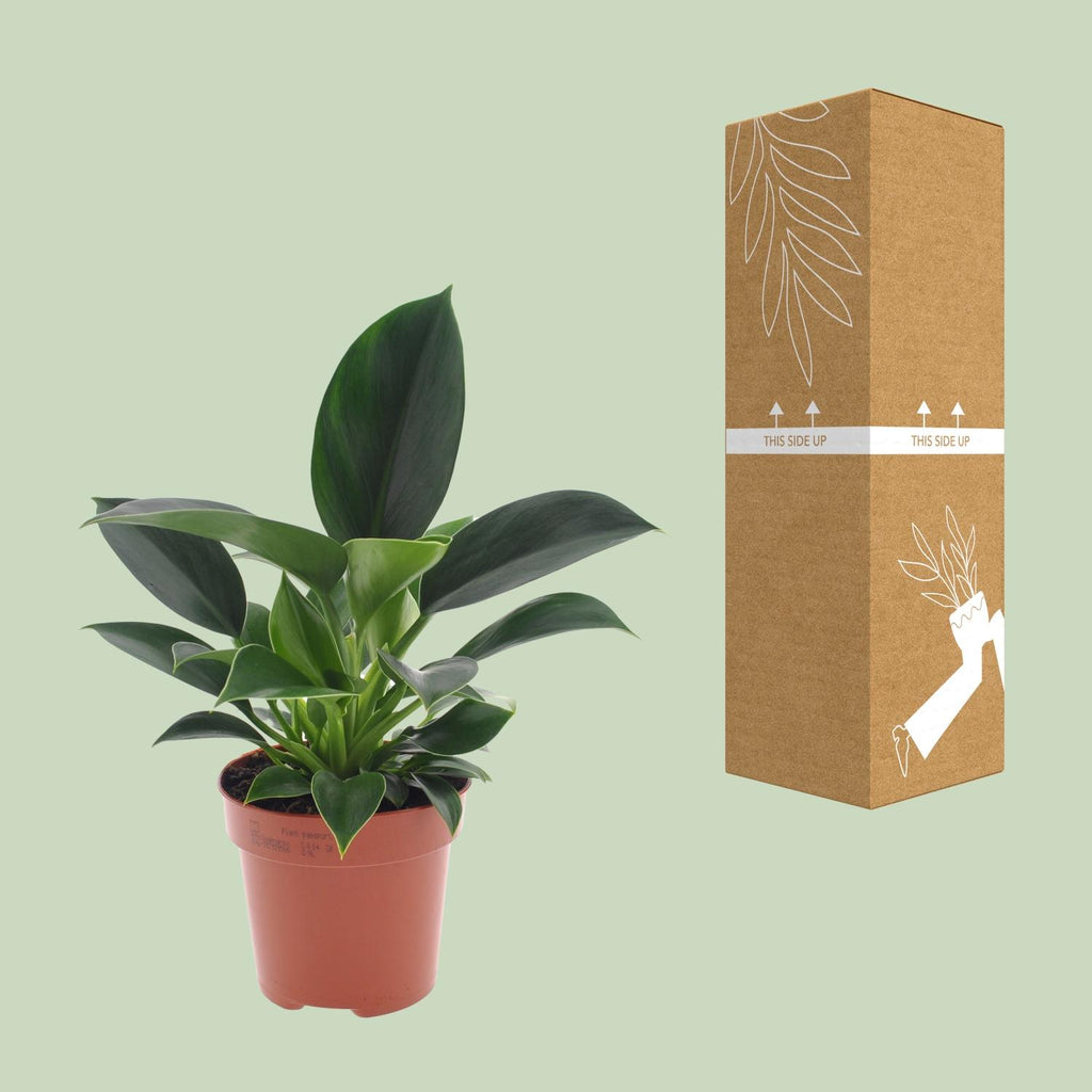 Philodendron Green Princess – Ø 12 cm, 25 cm hoch