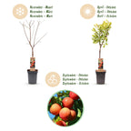 Prunus domestica 'Victoria' (Pflaumenbaum) – Ø 21 cm, 90 cm hoch