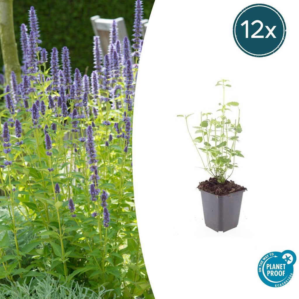 Agastache 'Black Adder' (Königskerze) – 12 Pflanzen, Ø9 cm, 10–25 cm hoch – Bild 2