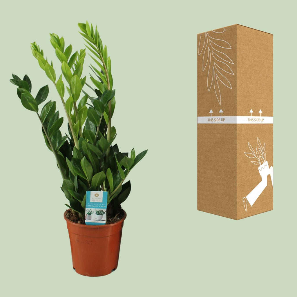 Zamioculcas zamiifolia (zz-plant) – Ø17 cm, 65 cm hoog – art. 12648