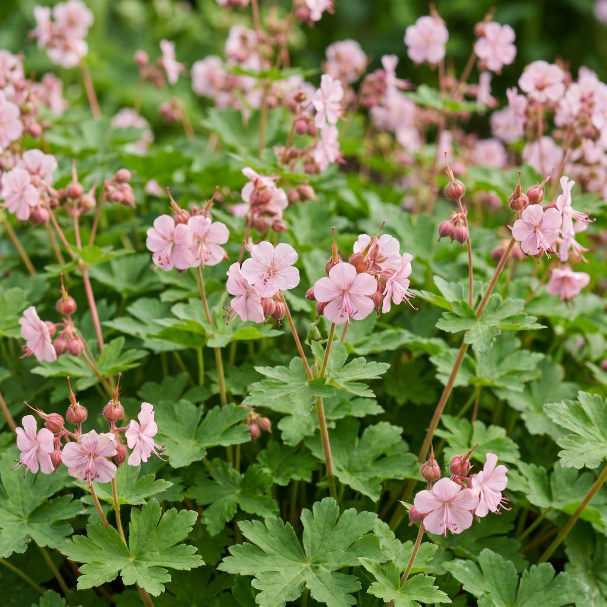 Geranium macrorrhizum 'Ingwersen’s Variety' (cranesbill) – light pink – 6 plants, Ø11 cm, 15–25 cm high – photo 5