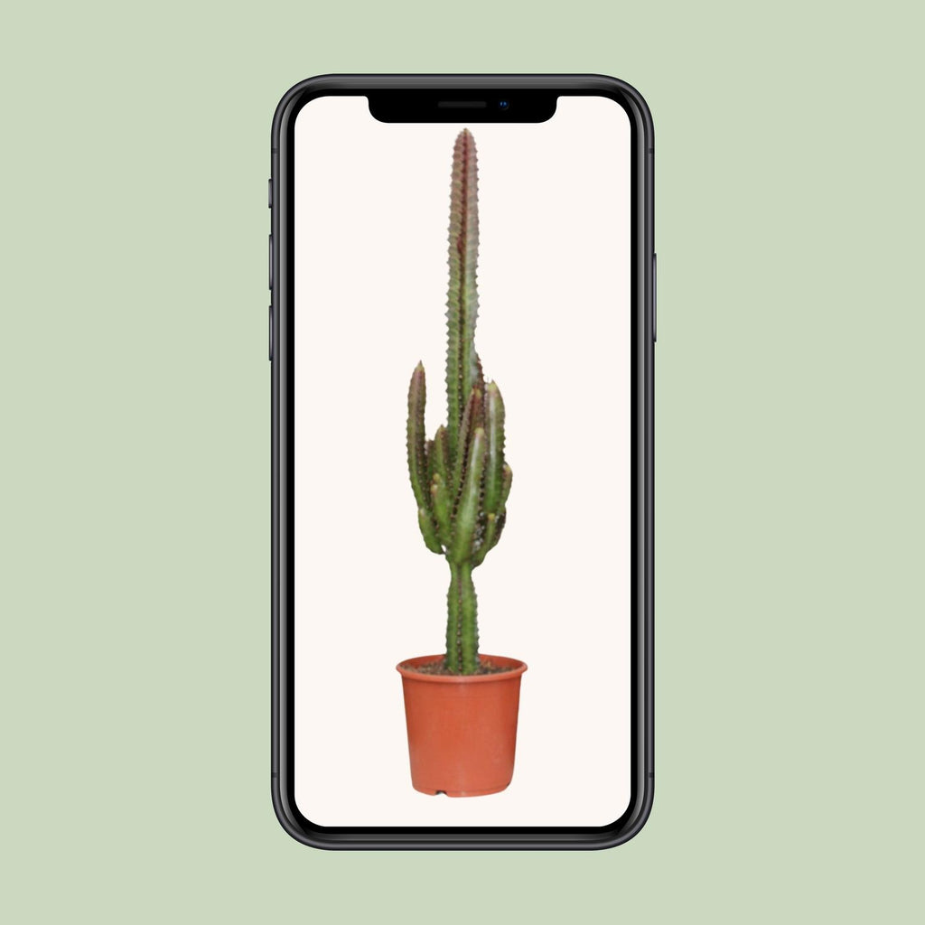 Euphorbia Trigona Rubra – Ø17 cm, 70 cm de haut