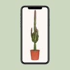 Euphorbia Trigona Rubra – Ø17 cm, 70 cm de haut
