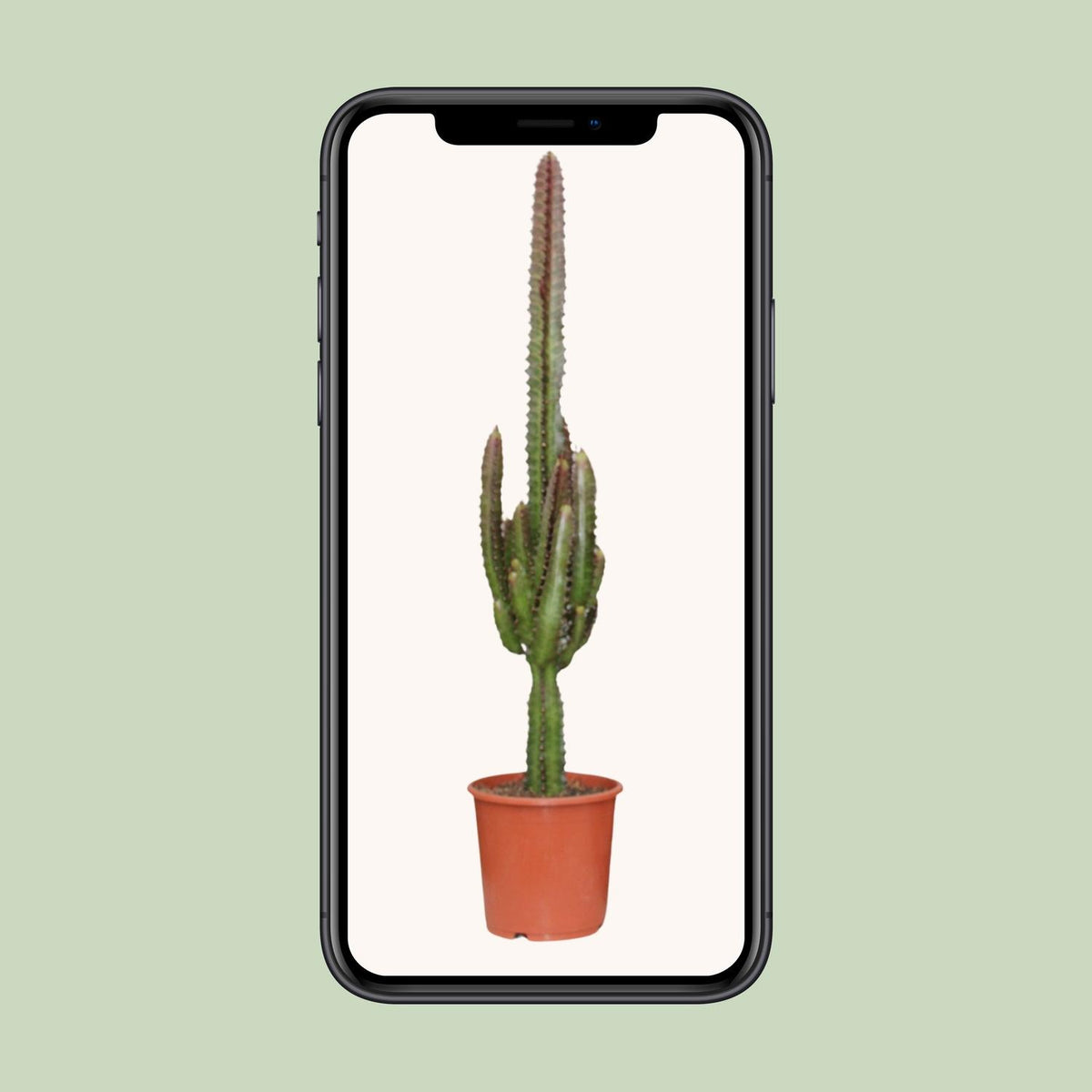 Euphorbia Trigona Rubra – Ø17 cm, 70 cm hoog