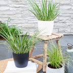 Acorus gramineus 'Argenteostriatus' (sweet flag) – 3 plants, Ø14 cm, 30 cm high