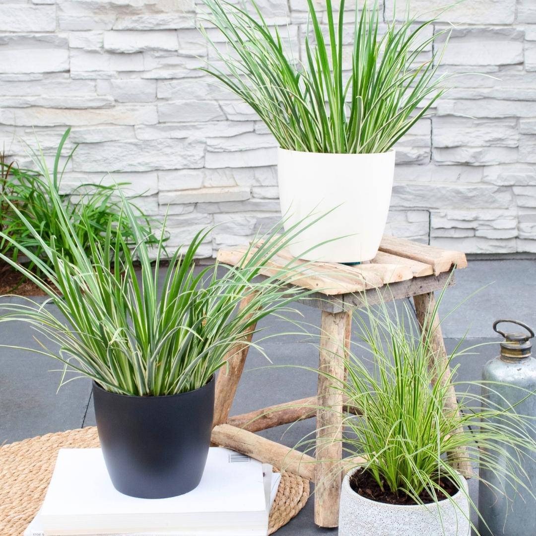 Acorus gramineus 'Argenteostriatus' (sweet flag) – 3 plants, Ø14 cm, 30 cm high – photo 3