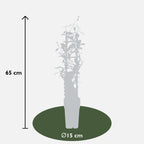 Trachelospermum 'Star Of Ibiza' (Toskanischer Jasmin) – Ø15 cm, 65 cm hoch