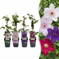 Clematis 'Rainbow' (Waldrebe) – violett-rot-rosa-weiß – 4 Pflanzen, Ø 9 cm, 35 cm hoch