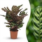 Calathea makoyana – Ø 19 cm, 70 cm hoch