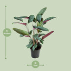 Ctenanthe Setosa (visgraatplant) – Ø17 cm, 60 cm hoog
