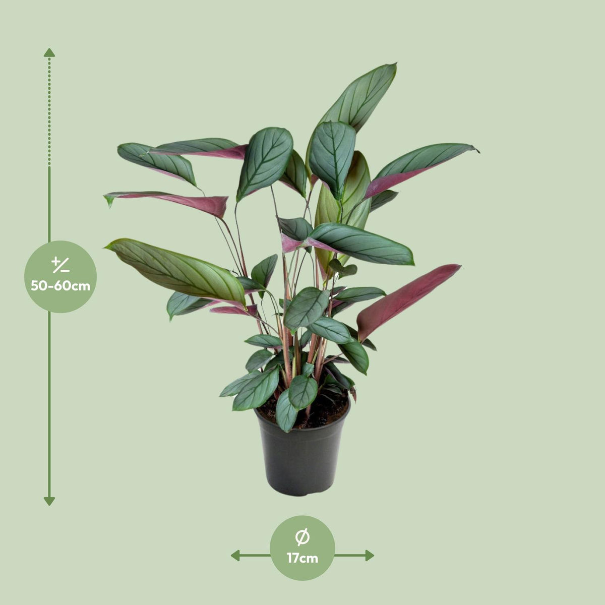 Ctenanthe Setosa (visgraatplant) – Ø17 cm, 60 cm hoog