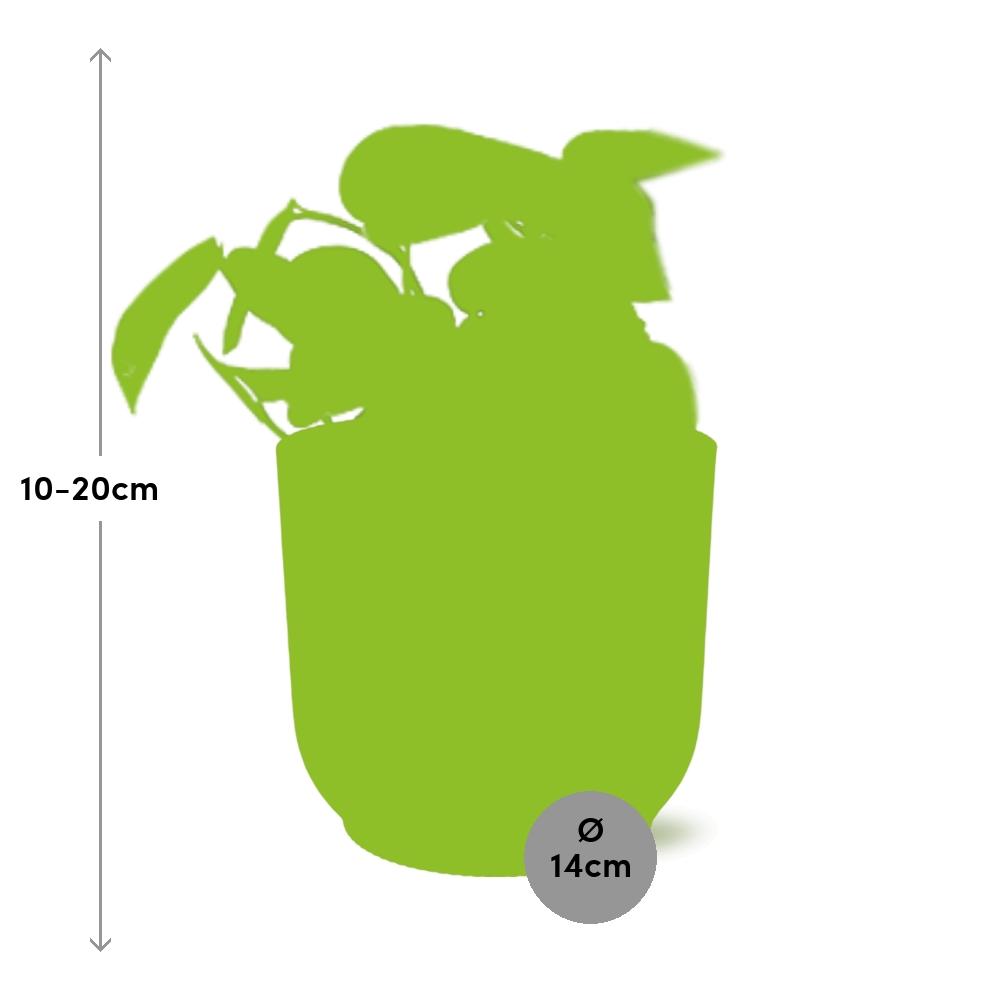 Scindapsus pictus ‘Trebie’ in ELHO Vibes Fold 14cm roze – 20 cm hoog – foto 3