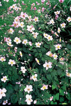 Anemone tom. 'Robustissima' (Herbstanemone) – 48 Pflanzen, Ø 9 cm, 10–25 cm hoch