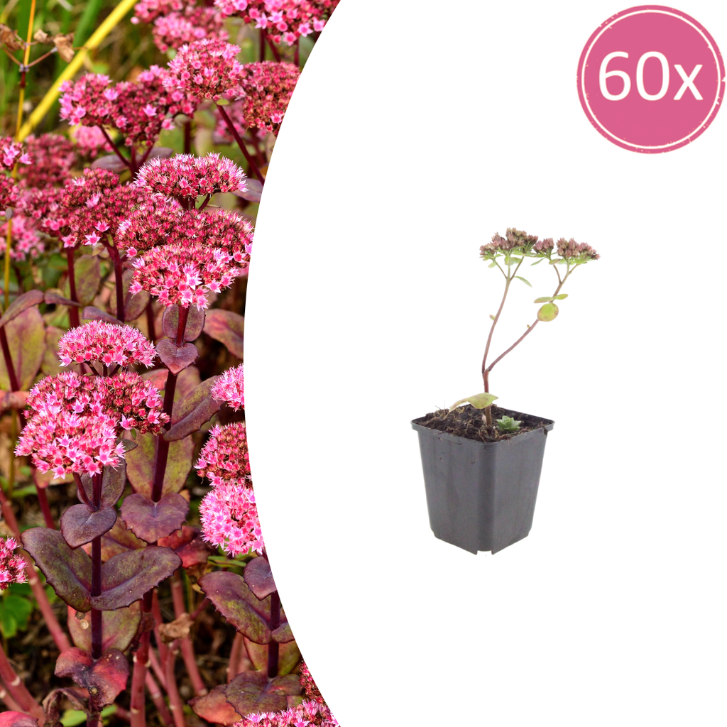 Sedum 'Matrona' (auritricole) – 60 plantes, Ø9 cm, 10–25 cm de haut