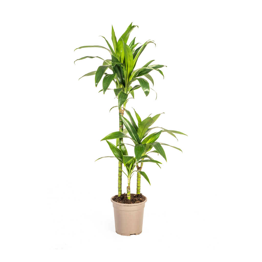 Dracaena Deremensis Lisa (Drachenbaum) – Ø 21 cm, 90–110 cm hoch