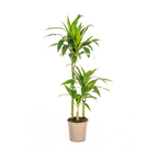 Dracaena Deremensis Lisa (Drachenbaum) – Ø 21 cm, 90–110 cm hoch