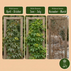 Parthenocissus henryana (vigne vierge chinoise) – 6 plants, Ø9 cm, 35 cm de haut