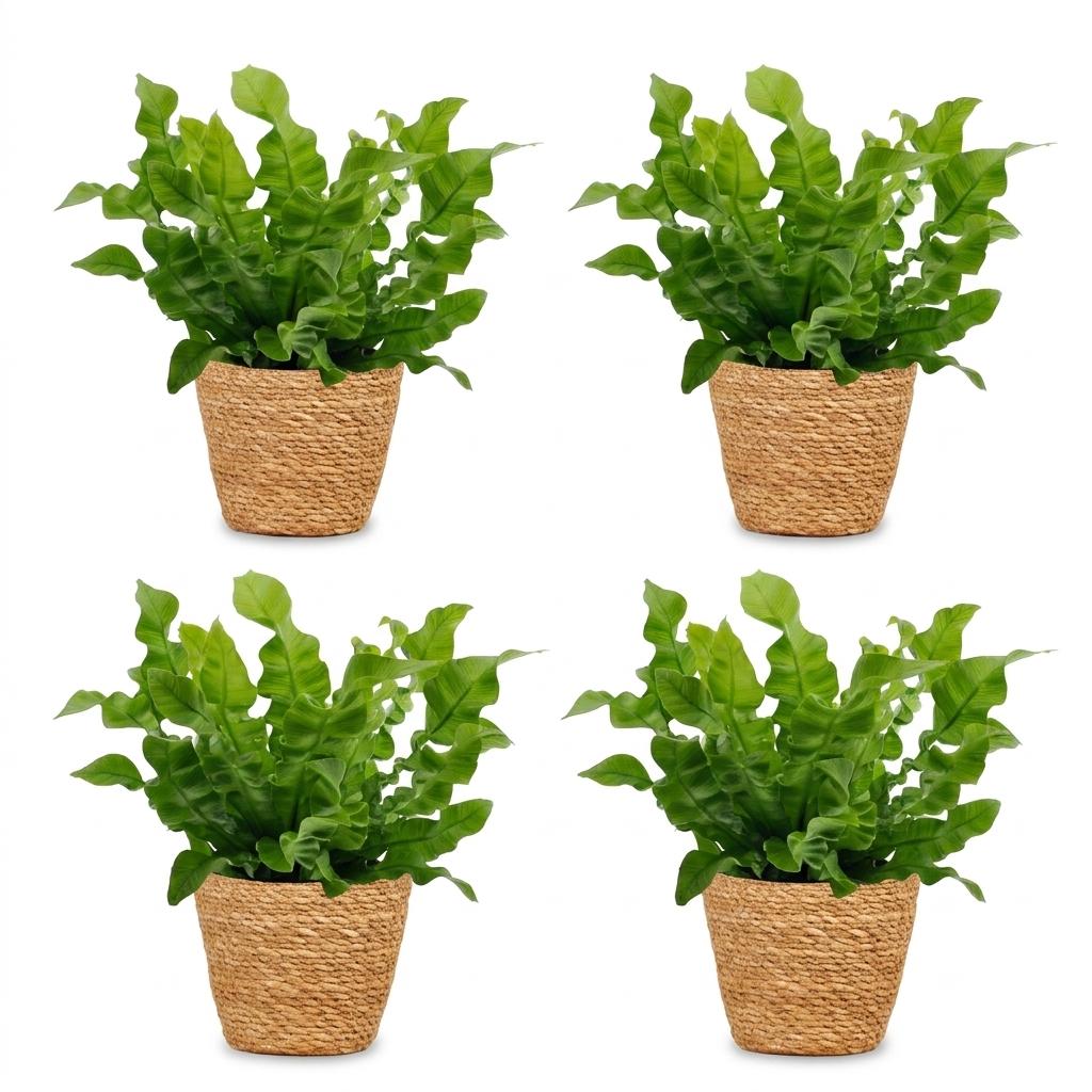 4× Asplenium Crispy Wave (fugleredbreg) med kurv – Ø12 cm, 30 cm høj