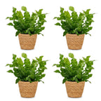4× Asplenium Crispy Wave (fugleredbreg) med kurv – Ø12 cm, 30 cm høj